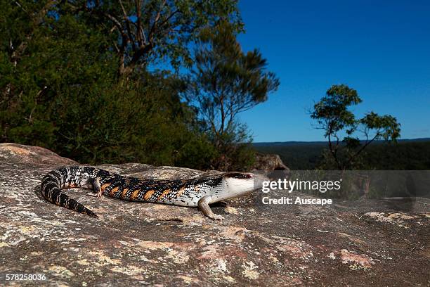 Eastern blue-tongue lizard, Tiliqua scincoides, at dusk. Blue Mountains, New South Wales, Australia.