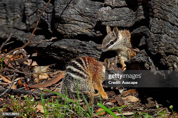 Numbat, Myrmecobius fasciatus, two young near nest in fallen log. Young Numbats start to explore the area around their nest from late August, slowly...