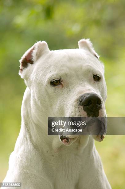 Dogo Argentino, Canis familiaris, portrait. This breed was first used to hunt pumas and jaguars and is descended from the Spanish breed Old Fighting...