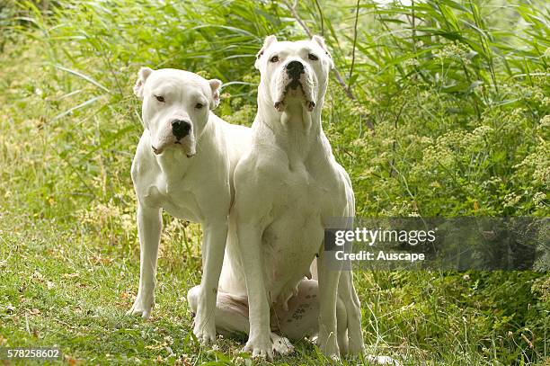 Dogo Argentino, Canis familiaris, pair outdoors. This breed was first used to hunt pumas and jaguars and is descended from the Spanish breed Old...