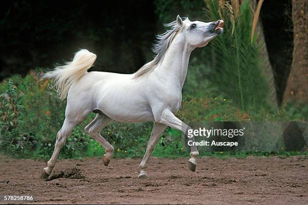 Arab horse, Equus caballus, prancing, whisking its high-set tail, exhibiting flehmen response, scenting the air.