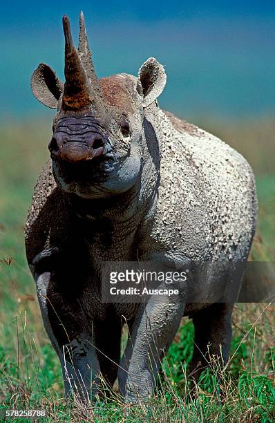 Black rhinoceros, Diceros bicornis, facing camera. Weighs around one tonne. Unpredictable, dangerous. Kenya.