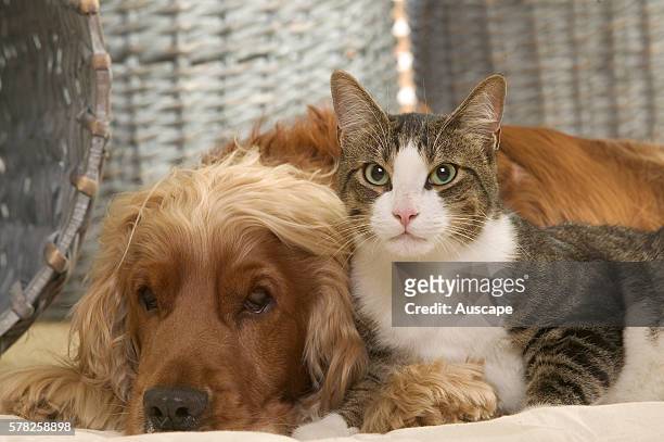 Cat and Cocker spaniel, Canis familiaris, at rest together.