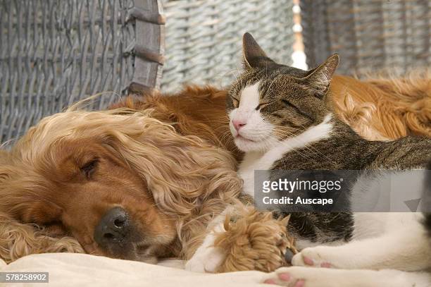 Cat and Cocker spaniel, Canis familiaris, dozing together.