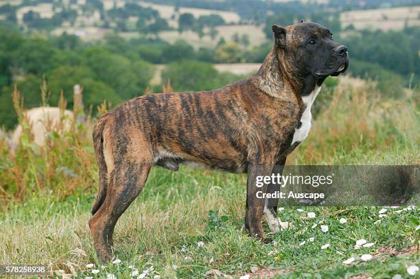 Dogo canario, Canis familiaris, standing in field. This is a Spanish breed native to the islands of Tenerife and Gran Canaria in the Canary...