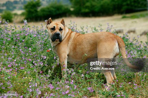 Dogo canario, Canis familiaris, portrait. This is a Spanish breed native to the islands of Tenerife and Gran Canaria in the Canary Archipelago. The...