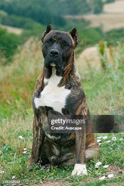 Dogo canario, Canis familiaris, sitting in field. This is a Spanish breed native to the islands of Tenerife and Gran Canaria in the Canary...