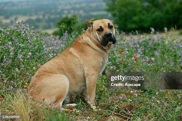 Dogo canario, Canis familiaris, sitting in field. This is a Spanish breed native to the islands of Tenerife and Gran Canaria in the Canary...