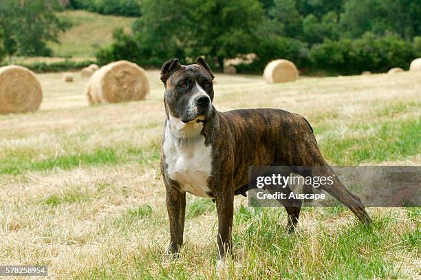 Dogo canario, Canis familiaris, standing in hay field. This is a Spanish breed native to the islands of Tenerife and Gran Canaria in the Canary...