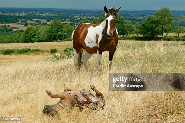 Dogo canario, Canis familiaris, rolling in field with horse looking on. This is a Spanish breed native to the islands of Tenerife and Gran Canaria in...