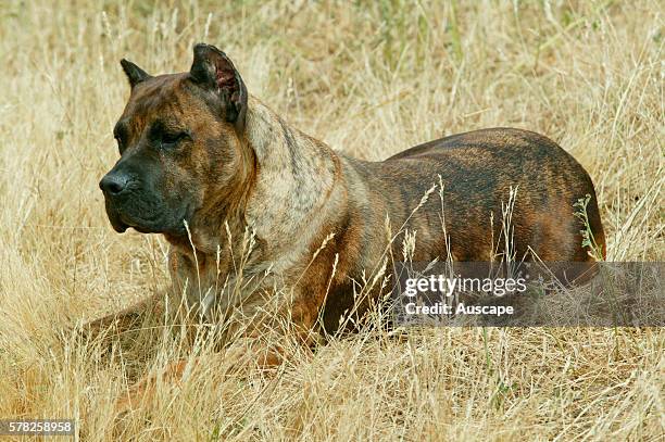 Dogo canario, Canis familiaris, lying down in field. This is a Spanish breed native to the islands of Tenerife and Gran Canaria in the Canary...