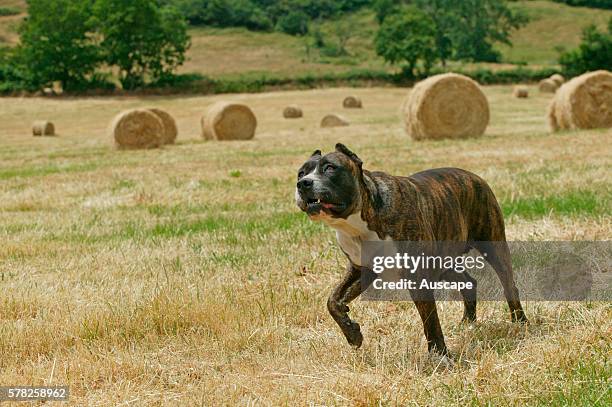 Dogo canario, Canis familiaris, walking in field. This is a Spanish breed native to the islands of Tenerife and Gran Canaria in the Canary...