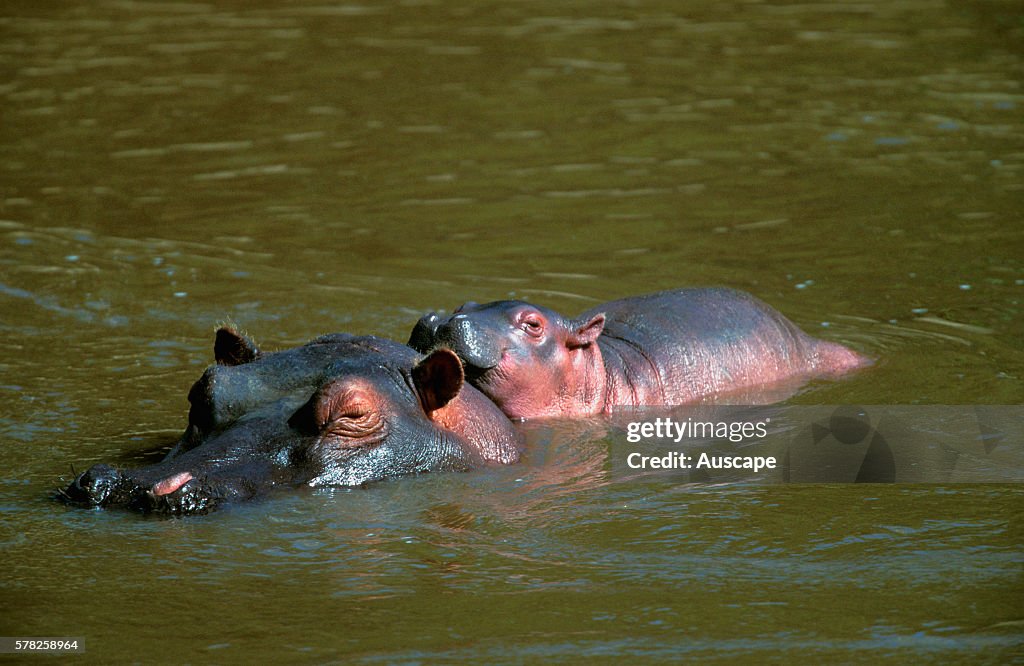 Hippopotamus, Hippopotamus amphibius