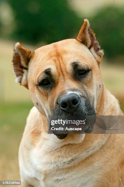 Dogo canario, Canis familiaris, portrait. This is a Spanish breed native to the islands of Tenerife and gran Canaria in the Canary Archipelago. The...