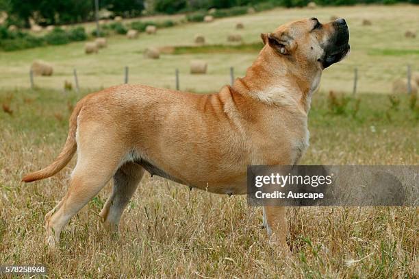 Dogo canario, Canis familiaris, standing in field sniffing the air. This is a Spanish breed native to the islands of Tenerife and Gran Canaria in the...
