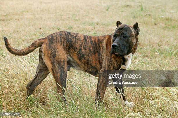 Dogo canario, Canis familiaris, standing in field. This is a Spanish breed native to the islands of Tenerife and Gran Canaria in the Canary...
