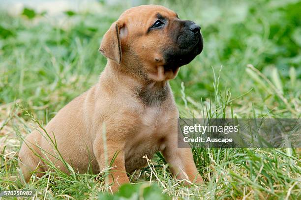 Dogo canario, also known as Presa Canario, breed originating in the Canary Islands as guard and cattle dog, a gentle giant, protective, alert,...