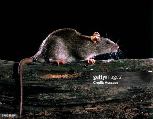 673 Giant Rat Photos and Premium High Res Pictures - Getty Images