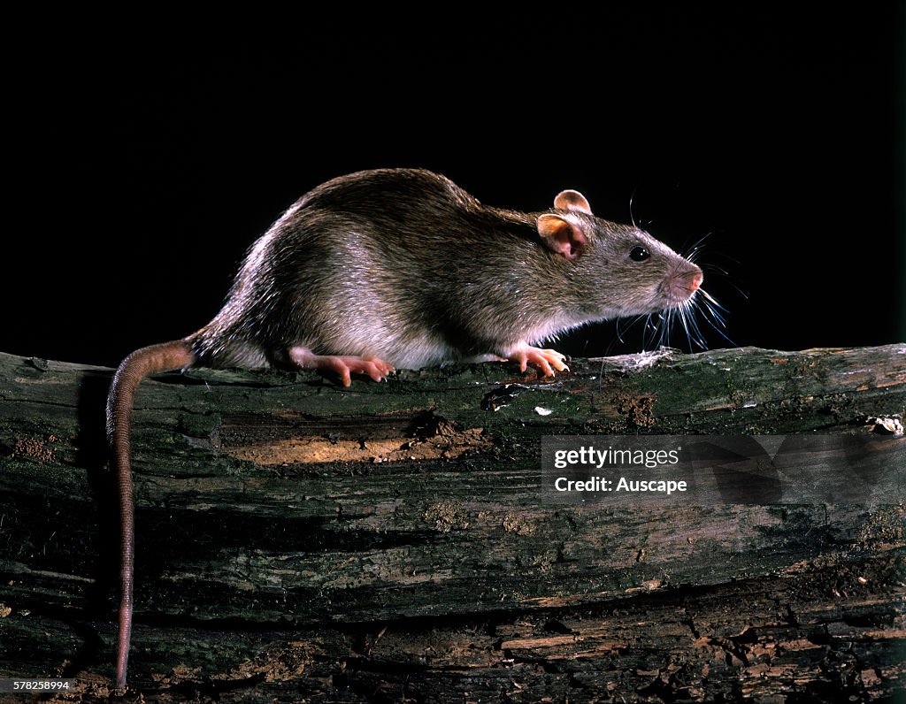 Stor Rotte Brown rat, Rattus norvegicus, humanityÍs worst animal pest, causing ...