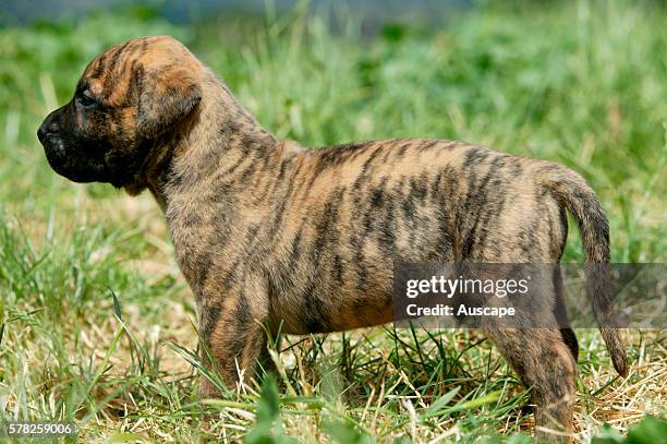 Dogo canario, also known as Presa Canario, breed originating in the Canary Islands as guard and cattle dog, a gentle giant, protective, alert,...