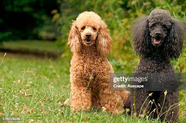 Two poodles, Canis familiaris, one black, one red, seated on lawn.