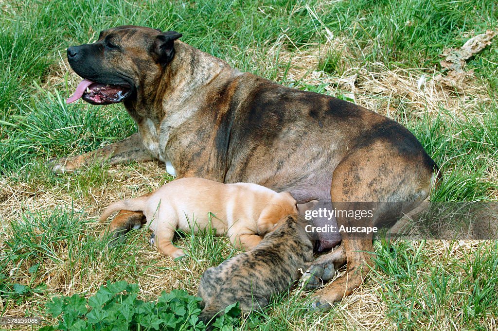 Dogo canario, also known as Presa Canario, breed originating in the Canary Islands as guard and cattle dog, a gentle giant, protective, alert, even-tempered, Canis familiaris