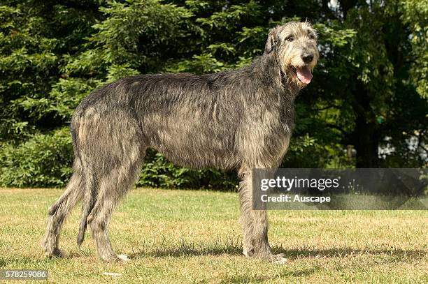 Irish wolfhound, Canis familiaris, the tallest dog in the world, to 90 cm, often over 50 kg. Wiry coat, long tail that can cause havoc in a living...