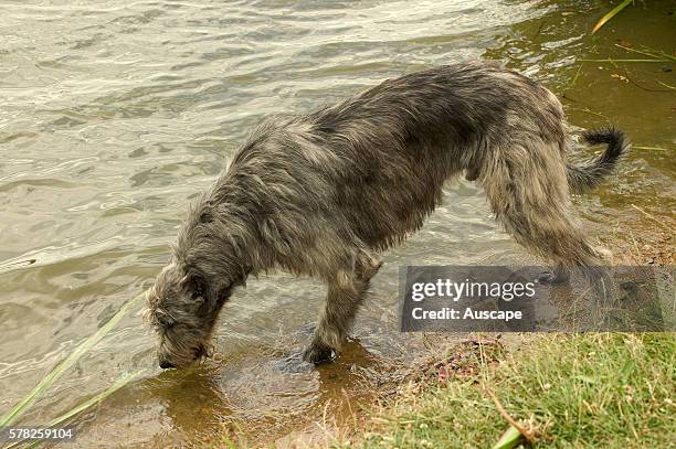 Irish wolfhound, Canis familiaris, drinking from a river. The tallest dog in the world, to 90 cm, often over 50 kg. Wiry coat, long tail that can...