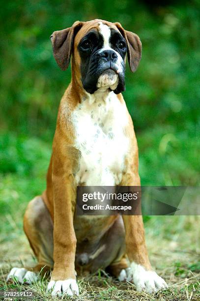 F Rence Boxer French Boxer Dog Photos and Premium High Res Pictures - Getty Images