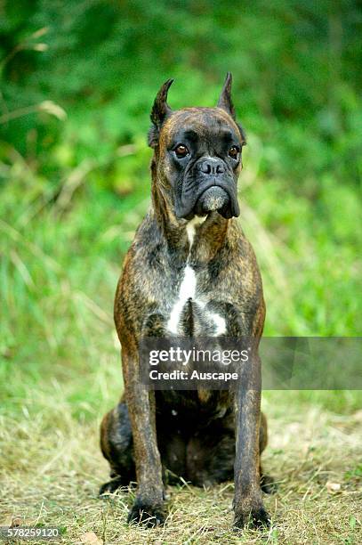 F Rence Boxer 122 French Boxer Dog Stock Photos, High-Res Pictures, and Images ...