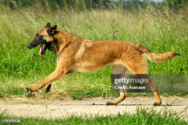 Malinois, Canis familiaris, Running. Ancient breed of cattle and sheep herd dog, also called Belgian Malinois and Chien de Berger Belge. Loyal and...