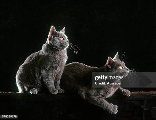 Chartreux cats, Felis catus, two at night, backlit.