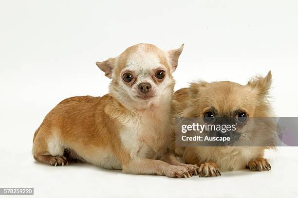 Chihuahua, Canis familiaris, pair.