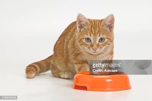 European tabby cat, Felis catus, ginger kitten with meal dish, studio photograph.
