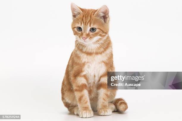 Domestic cat, Felis catus, ginger tabby kitten seated, studio photograph.