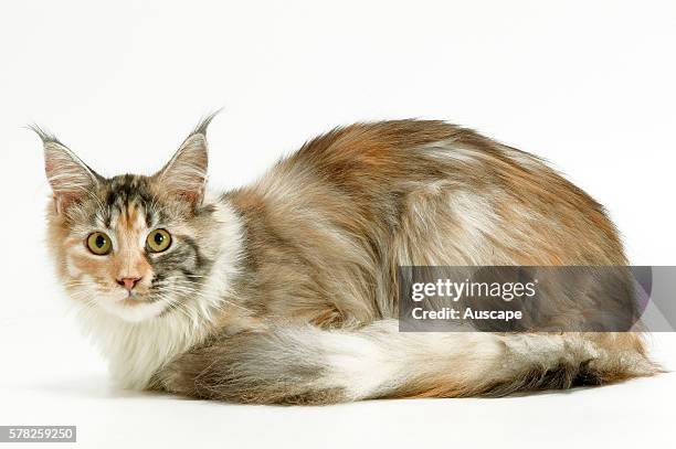 Maine Coon, Felis catus, lying down, studio photograph.