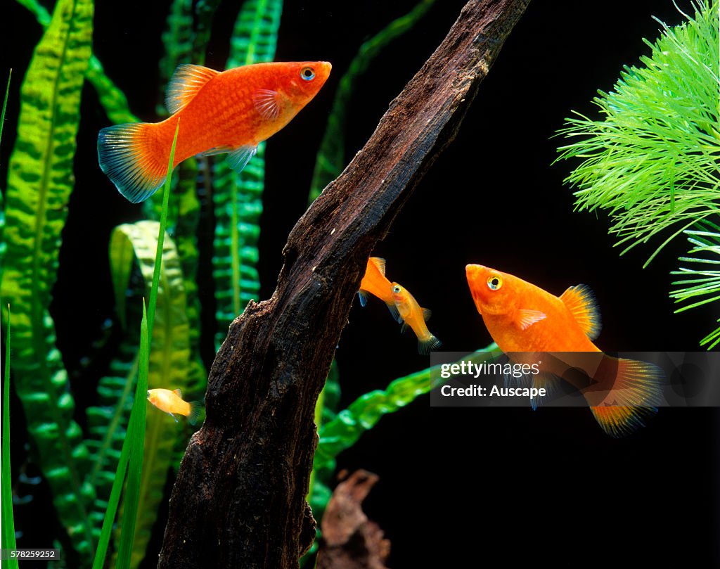 Southern platy fish, Xiphophorus maculatus