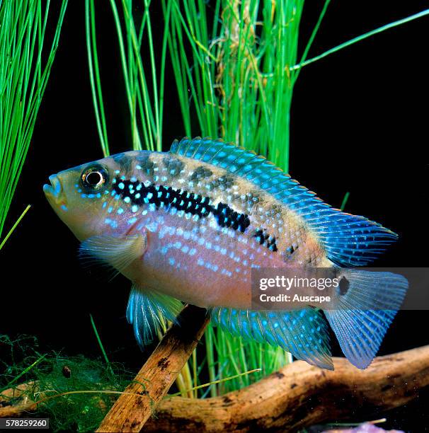 Jack Dempsey, Cichlasoma octofasciatum, freshwater aquarium cichlid, grows to 25 cm, originates from North and Central America. Native to North and...