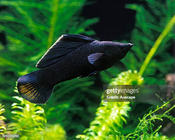 Black molly, Poecilia sphenops, freshwater fish, popular aquarium species that grows to 6 cm. Originates in Central and South America, Mexico to...