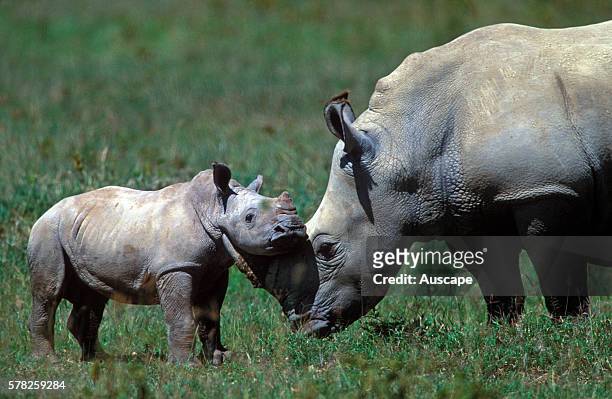 White rhinoceros, Ceratotherium simum, female with calf rubbing on her horn. East Africa.