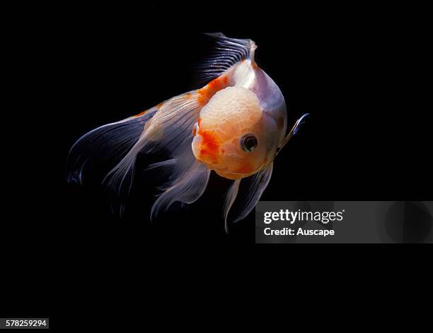 Lionhead goldfish, Carassius auratus auratus, a breed that was developed in China in the 1600s. It has no dorsal fin. It can grow to 59 cm long....