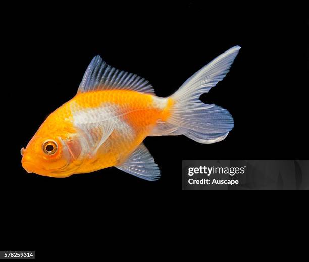 Lionhead goldfish, Carassius auratus auratus, young specimen before the head growths have developed. Freshwater fish, can grow to 59 cm. Lionheads...