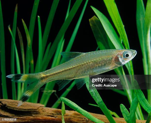 Baby Rasbora 17 Rasbora Stock Photos, High-Res Pictures, and Images - Getty Images