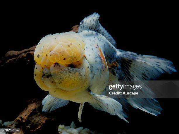 Shubunkin goldfish, Carassius auratus auratus, in aquarium. Shubunkin is a single-tail variety of goldfish.