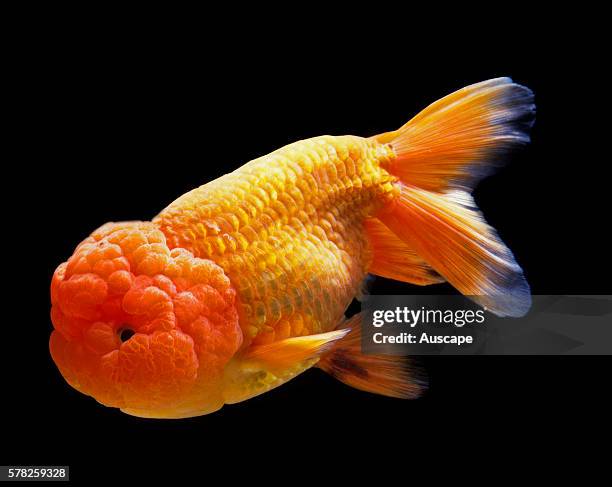 Lionhead goldfish, Carassius auratus auratus, in aquarium. Freshwater fish, can grow to 59 cm. Lionhead, Ranchu, have no dorsal fin. Origin, East...