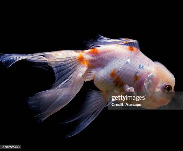 Lionhead goldfish, Carassius auratus auratus, in aquarium. Freshwater fish, can grow to 59 cm. Lionhead, Ranchu, have no dorsal fin.