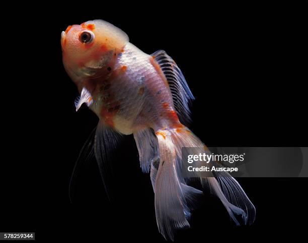 Lionhead goldfish, Carassius auratus auratus, in aquarium.