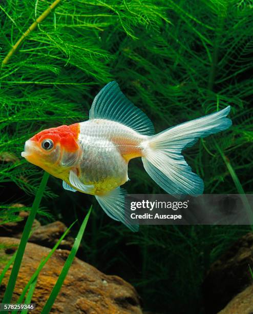 Oranda lionhead goldfish, Carassius auratus auratus, young fish in aquarium. Oranda have a dorsal fin and double tail.