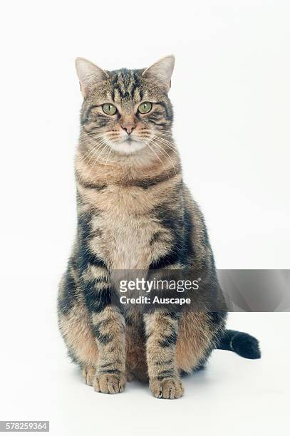 European brown tabby, Felis catus, seated portrait, studio photograph.
