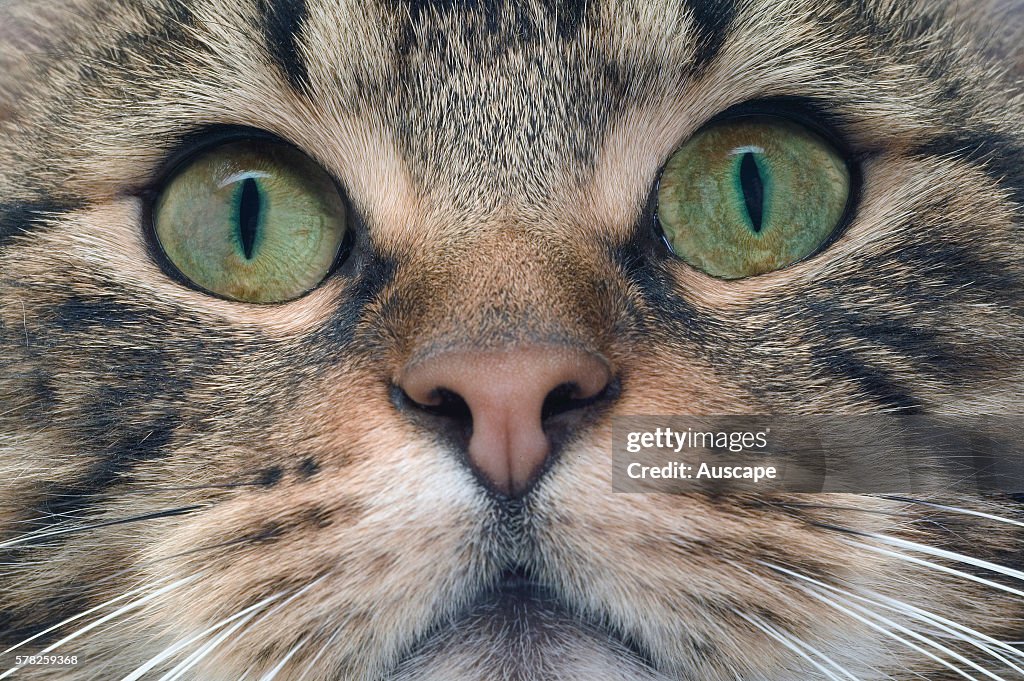 European brown tabby, Felis catus